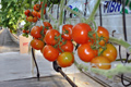 Tomatoes On The Vine