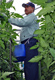 Greenhouse Worker Attending To the Vines