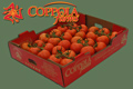 Leamington Cluster Tomatoes from Coppla Farms!