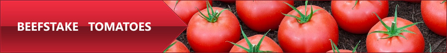 Beefstake tomatoes